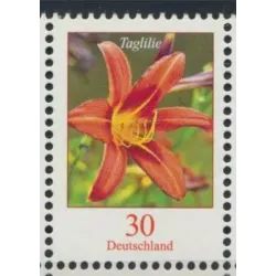 Hemerocallide tigrate (Hemerocallis fulva)