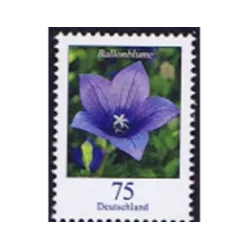 Balloon Flower (Platycodon grandiflorus)